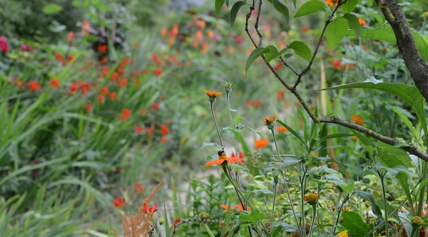 Monet Garden Giverny 16 july 2017 08