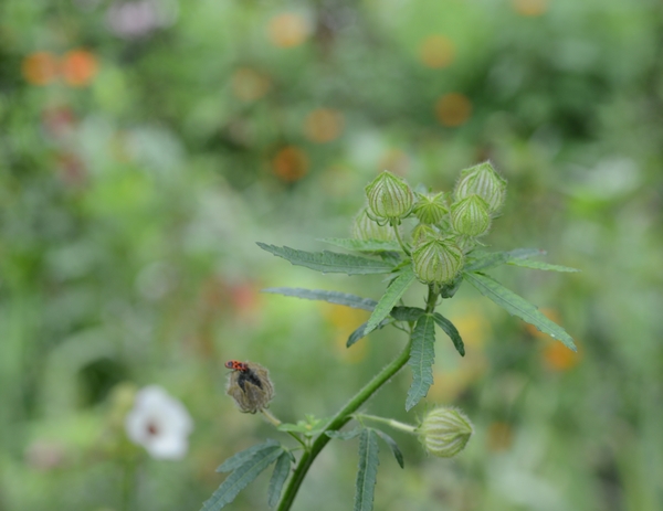 Monet Garden Giverny 16 july 2017 10