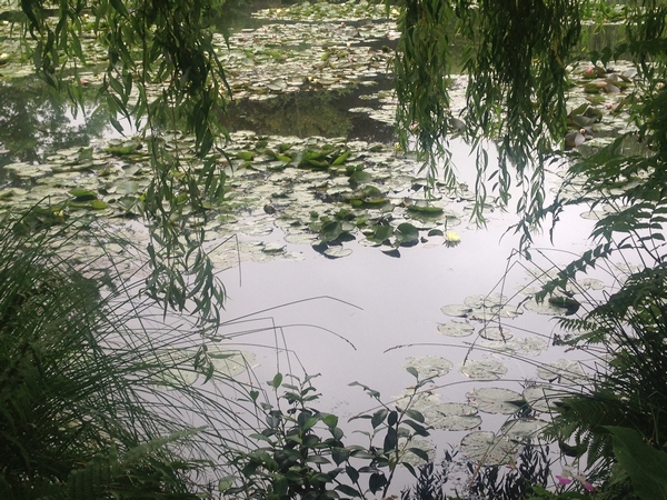 Monet Garden Giverny 16 july 2017 20